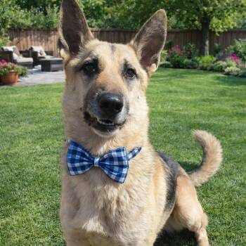German Shepherd Dog Dogs Available for Adoption in Lucas, Texas - MAVERICK GS | PetCurious