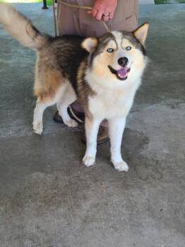 Yeti -  Husky Dog for Adoption in Swainsboro, Georgia - Yeti | PetCurious