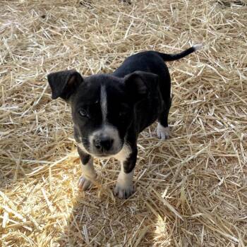 Cattle Dog and Mixed Breed Dogs Available for Adoption - Ant | PetCurious