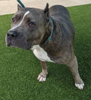 Pit Bull Terrier Dogs Available for Adoption in Eagle, Idaho - Blue **Courtesy Post. Out Of Town Pet. See Below For Details** | PetCurious