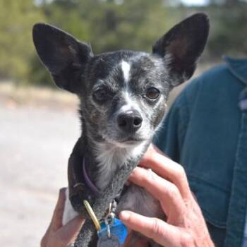 Chihuahua Dogs Available for Adoption - Shiloh | PetCurious