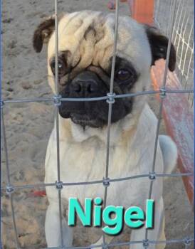 Pug Dogs Available for Adoption - Nigel  | PetCurious