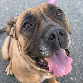Mastiff Dogs Available for Adoption in Fredericksburg, Virginia - Saltine | PetCurious