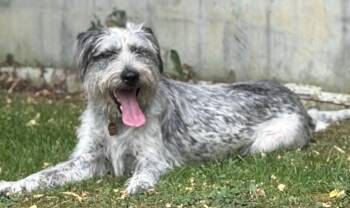 Rescue Terrier and Mixed Breed Dogs for Adoption in Latham, New York - Lilly | PetCurious