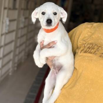 Poodle and Collie Dogs Available for Adoption - Donut | PetCurious