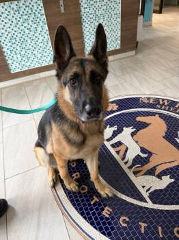Freya -  German Shepherd Dog Dog for Adoption in Providence Forge, Virginia - Freya | PetCurious