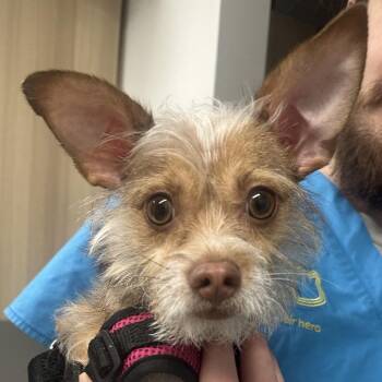 Mixed Breed Dogs Available for Adoption - Nina | PetCurious