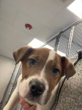 Mixed Breed Dogs Available for Adoption - Snow | PetCurious