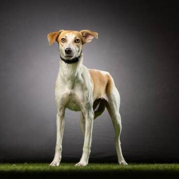 Mixed Breed Dogs Available for Adoption in Jupiter, Florida - Nina | PetCurious