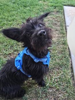 Rescue Schnoodle Dogs for Adoption in Tustin, California - Little Schnoodle Will Give Oodles Of Love! | PetCurious