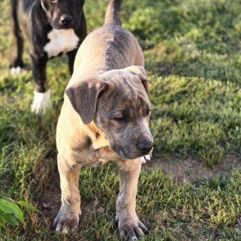 Catahoula Leopard Dog and Pit Bull Terrier Dogs Available for Adoption in Sheridan, Arkansas - Darcy | PetCurious