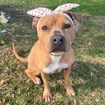 Kally Kanal -  Pit Bull Terrier and American Bulldog Dog for Adoption in Abbotsford, British Columbia - Kally Kanal | PetCurious