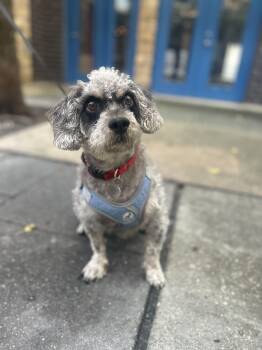 Rescue Poodle Dogs for Adoption in Philadelphia, Pennsylvania - Seymour | PetCurious