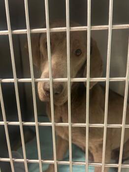 Layla -  Labrador Retriever Dog for Adoption in Morgantown, Kentucky - Layla | PetCurious