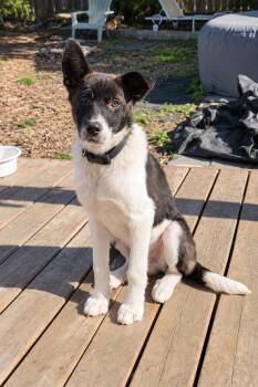 RAPHAEL -  Border Collie Dog for Adoption in Vaughan, Ontario - RAPHAEL | PetCurious