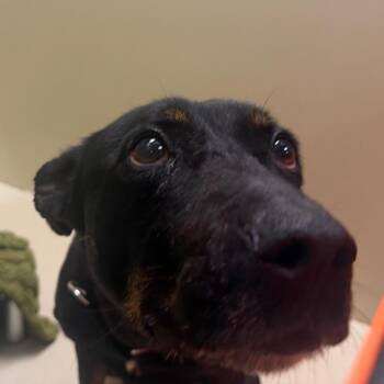 Shepherd and Mixed Breed Dogs Available for Adoption in Philadelphia, Pennsylvania - Sweet Girl | PetCurious