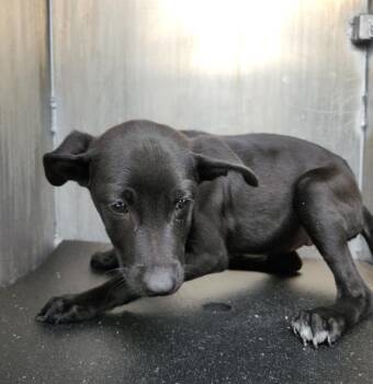 Rescue Labrador Retriever Dogs for Adoption in San Antonio, Texas - STELLA LUNA | PetCurious