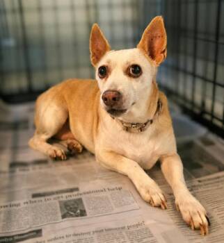 Boo -  Rat Terrier Dog for Adoption in El Dorado, Arkansas - Boo | PetCurious