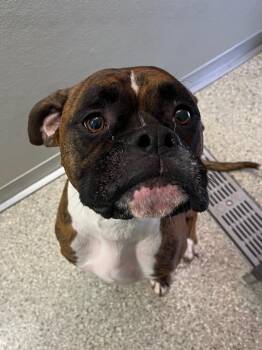 Oakley -  Boxer Dog for Adoption in Auburn, Indiana - Oakley | PetCurious