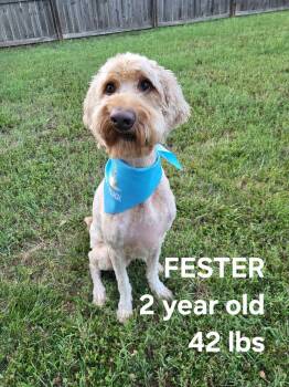Fester -  Goldendoodle Dog for Adoption in Salisbury, North Carolina - Fester | PetCurious