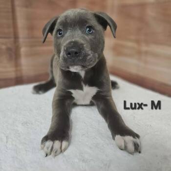 Labrador Retriever and Mixed Breed Dogs Available for Adoption in Griswold, Connecticut - Lux | PetCurious