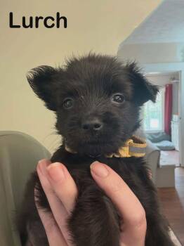 Addams Family : Lurch -  Yorkshire Terrier and Mixed Breed Dog for Adoption in Aurora, Indiana - Addams Family : Lurch | PetCurious