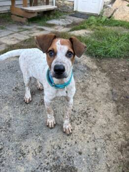 Rescue Australian Cattle Dog Blue Heeler Dogs for Adoption in Brewster, New York - AC - Howard (Big Bang Theory Litter) | PetCurious