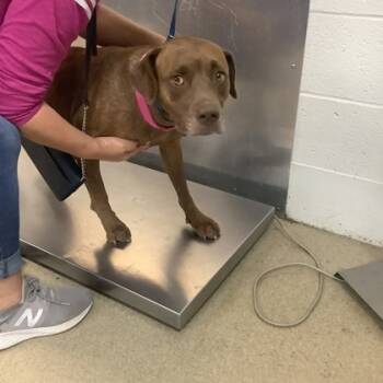 Rescue Pit Bull Terrier and Mixed Breed Dogs for Adoption in Fort Worth, Texas - COCO | PetCurious