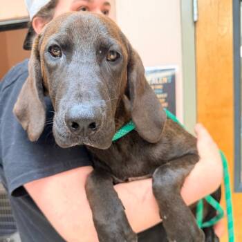 Linus -  Plott Hound Dog for Adoption in Columbus, Georgia - Linus | PetCurious
