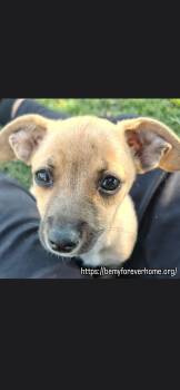 Winnie -  Chihuahua Dog for Adoption in Plano, Texas - Winnie | PetCurious
