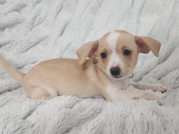 Canyon -  Terrier and Mixed Breed Dog for Adoption in Henderson, Nevada - Canyon | PetCurious