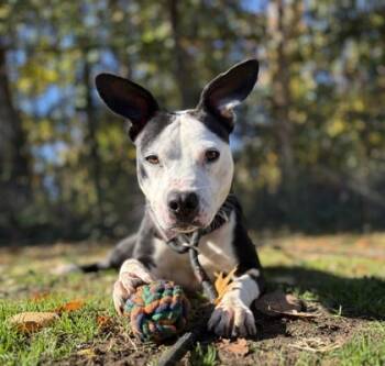 Rescue Mixed Breed Dogs for Adoption in West Chester, Pennsylvania - Nali | PetCurious
