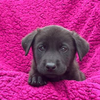 Labrador Retriever Dogs Available for Adoption in San Diego, California - Windy Pup - Drafty | PetCurious