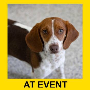 Beagle Dogs Available for Adoption in Peyton, Colorado - Freya (AP26-18) | PetCurious