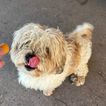 Luca -  Mixed Breed Dog for Adoption in Edwardsville, Illinois - Luca | PetCurious