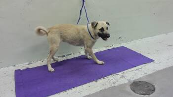 German Shepherd Dog and Mixed Breed Dogs Available for Adoption in Houston, Texas - A2077560 | PetCurious