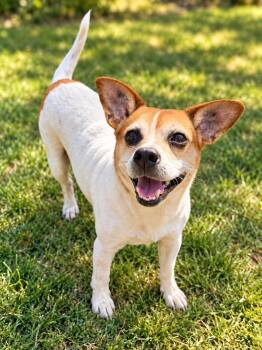 Mindy -  Jack Russell Terrier Dog for Adoption in Houston, Texas - Mindy | PetCurious