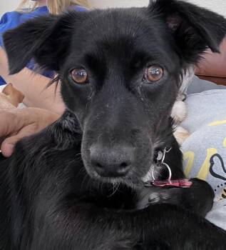 Abril -  Spaniel Dog for Adoption in Santa Rosa, California - Abril | PetCurious
