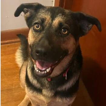 CT Phoenix -  Shepherd and Mixed Breed Dog for Adoption in Stormville, New York - CT Phoenix | PetCurious