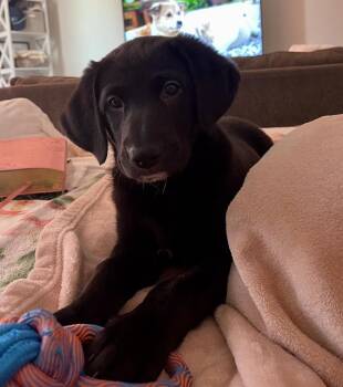 Raven -  Labrador Retriever and Border Collie Dog for Adoption in Denver, Colorado - Raven | PetCurious
