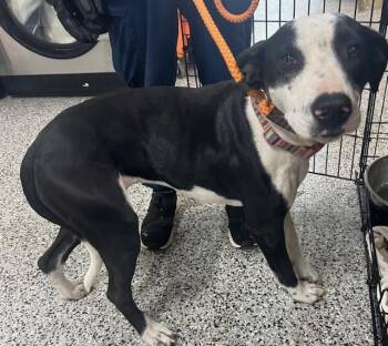 Rescue Mixed Breed Dogs for Adoption in Allegan, Michigan - Jamie | PetCurious