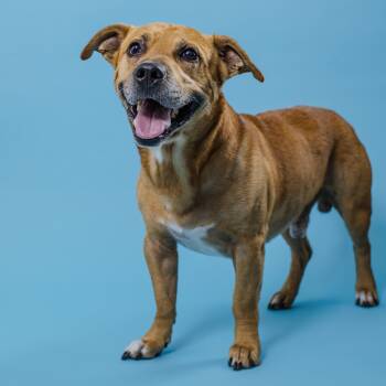 Labrador Retriever and Mixed Breed Dogs Available for Adoption in Oak Ridge North, Texas - Bucky | PetCurious