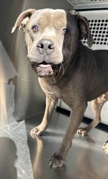 Rescue Pit Bull Terrier and Mixed Breed Dogs for Adoption in Fort Worth, Texas - Butch | PetCurious