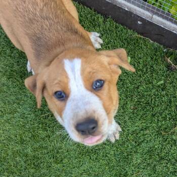 Mixed Breed Dogs Available for Adoption in Loxahatchee Groves, Florida - Nutter Butter 6995 | PetCurious