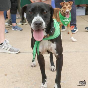 Melody -  Labrador Retriever and Pointer Dog for Adoption in Washington, District Of Columbia - Melody | PetCurious