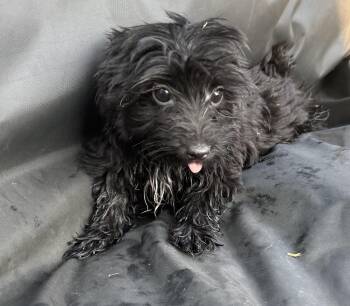 Merlin -  Yorkshire Terrier Dog for Adoption in Hartselle, Alabama - Merlin | PetCurious