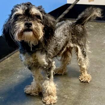 Archie-Jude 08-1107 -  Schnauzer and Poodle Dog for Adoption in Tyrone, Georgia - Archie-Jude 08-1107 | PetCurious