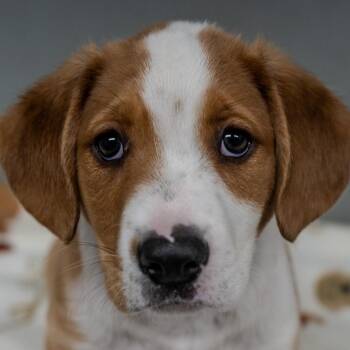 Saint Bernard Dogs Available for Adoption - Beethoven | PetCurious
