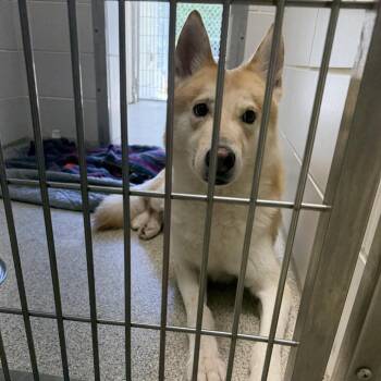 Siberian Husky Dogs Available for Adoption in Gloucester, Virginia - Ryder | PetCurious