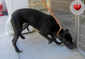 Rescue Pit Bull Terrier Dogs for Adoption in Sidney, Ohio - Rogue Yrly 350 | PetCurious